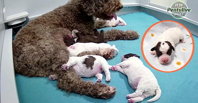 6 newborn puppies snuggled up on a 24/7 puppy cam called "Puppies Live" are keeping an entire country warm through dark Finnish winter, one sleepy yawn and wobbly step at a time