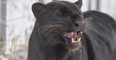 Tiny black leopard is born to rescued parents who survived a terrible past, and when his mom can't raise him, humans step in to give him a life full of love