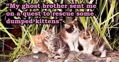 Woman asks late brother to send her orange cats as signs that he's still around, then finds a pile of kittens in need of help