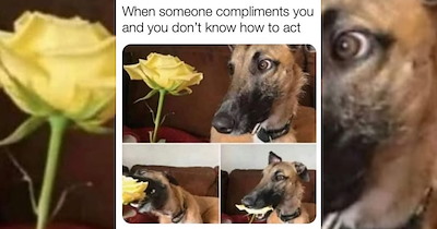 'Good boys get good memes': 21 Dog Memes to Fill Your Morning Cup with Puppy Pawsitivity (October 22, 2026)