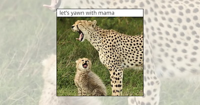 21 Itty Bitty Baby Animals Learning About the Big World With Mom by Their Side