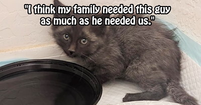 Wobbly kitten spotted struggling to cat in family garden given furever home safe from circling predators