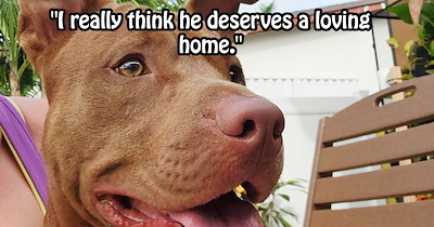 Dumped, turned away by rescues, and fostered in desperation, a stray dog's journey hits one final heartbreak when home isn't an option