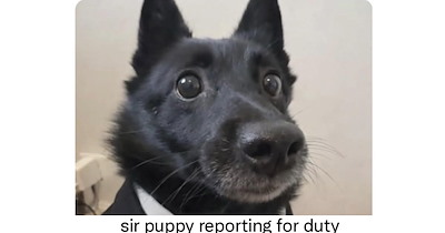 24 Heartwarming Pupper Posts to Perk you Up Before Monday Brings you Down