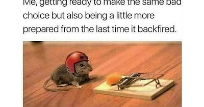23 Lightly Unhinged Animal Memes fur When your About to Fly off the Handle