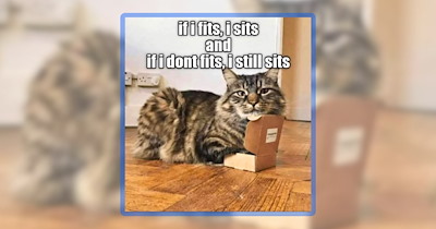 A Box of 23 Cardboard-Loving Cat Memes That Fit & Sit in Your Heart