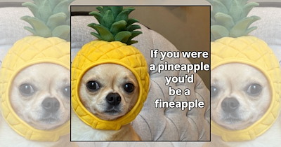 A Sprinkle of Sunshine With 22 Cheerful Puppy Memes for Dog Lovers Ready for the Weekend