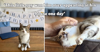 Retired dad who insisted he wasn't a cat person now sends his family daily updates about his new feline friend