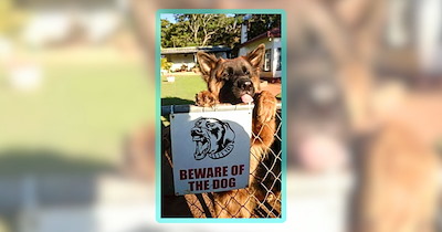 24 Pupper Pawsts to Put Some Doggo Sunshine on Your Soul