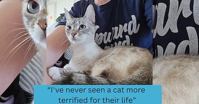 Couple rescues terrified kitten from neighboring building, and she attaches herself to the woman asking for constant cuddles and uppies: ‘She trusts me 100%’