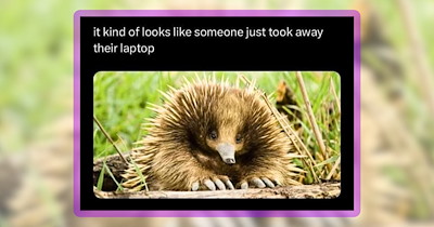 28 Rare Animals in Meme Form for Those Who Want to be Surprised