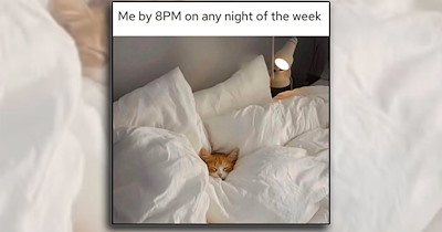 A Cozy Corner of Sleepy Kitty Memes Ready for a Cat Nap