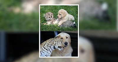 25 Unexpected Animal Friends to Restore Your Faith in the Power of Friendship (October 24, 2026)