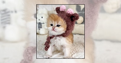 22 Tiny Cats in Tiny Hats I Would Happily Take Fashion Advice From