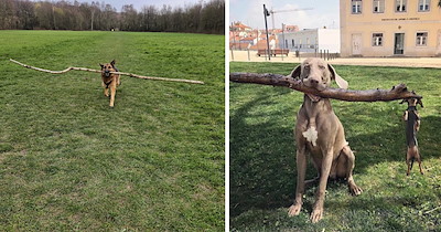 These Determined Doggos Are Going Out On A Limb To Bring Home The Biggest Sticks