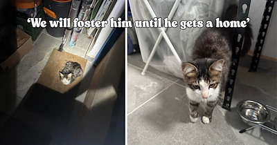 Woman wishes for a kitten over dinner and comes home to discover the Cat Distribution System was listening