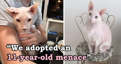 'He's twice the size of my other Sphynx cats': Couple adopts an 11-year-old giant Peterbald cat after his owners can no longer care for him, and he fills their house with hilarious chaos