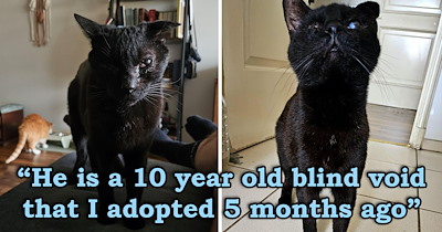 After spending a year on the streets then 9 years in a shelter, this senior 10-year-old blind void finally finds his furrever home: 'He will spend the rest of his life in a warm home'
