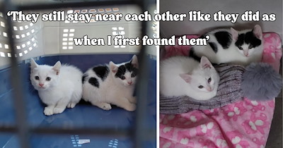 Two flea-covered kittens are rescued from a backyard tree and a year later their transformation is melting hearts