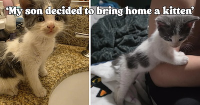 Fifth grader goes to a Halloween event and surprises his parent with a kitten instead of candy