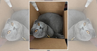These Cats in Boxes Are Taking Pet Pilates to a Whole New Level With Their Purrfectly Flexible Poses