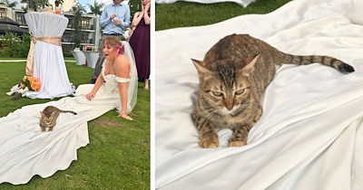 Stray cat crashes wedding by plopping down on the bride's dress and looking like a tiny tiramisu with an attitude problem 