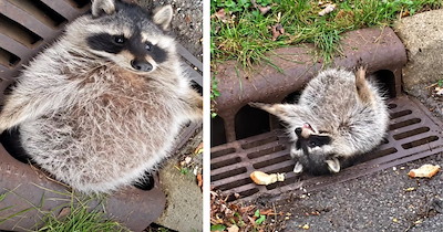 Chubby raccoon in Illinois gets so perfectly plump that he gets stuck in sewer gate; emergency crew arrives to help free him: 'Imagine being the police officer getting this call'