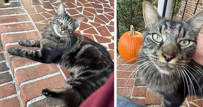 Handsome cookes-and-cream tomcat surprises new homeowners, adopts them and their four cute cats, and becomes their most wholesome housewarming present yet