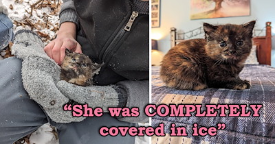 Tiny kitten is found frozen to a piece of plastic in the snowy woods, but a family's unexpected detour saves her life just in time: 'It was meant to be'