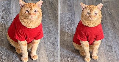 Scruffy orange cat who looks like Pooh Bear is labeled "aggressive", but gets one last chance at a happy life when a shelter volunteer steps in
