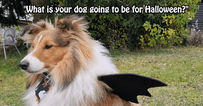 Howlariously Wholesome Halloween Costume Ideas fur Your Canine Child