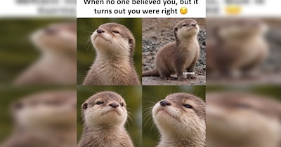 ‘Having a rough day? Then watch this otters’: 21 Otter Memes and Fun Facts