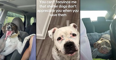 Pet parents share photos of their rescued pups looking extra grateful on the first day in their furever homes: ‘You can’t convince me that shelter dogs don't appreciate you when you rescue them!'