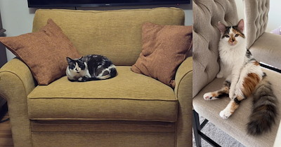 26 Purrfect Cats Ruling Over the World From Their Hooman's Chairs and Couches 