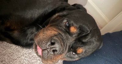 Chill Rottweiler chooses furever home after false reports of it chasing neighborhood children