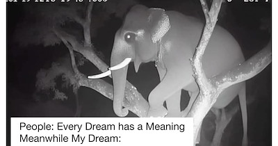 23 Funny Animal Memes to Help you Hide from the Horrors of Reality