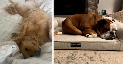 Paws The Alarm! These Sleepy Doggos Aren't Ready To Face The Day