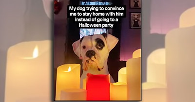 'Happiness is a warm puppy': Animal laughs and joys for a happy brain to give your spooky midweek slump a silly paw pick-me-up (October 28, 2026)