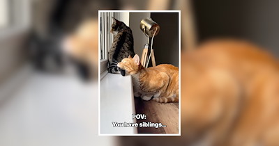 Cat Sibling Memes for a Meowjestic Meme Competition With Your Sibling