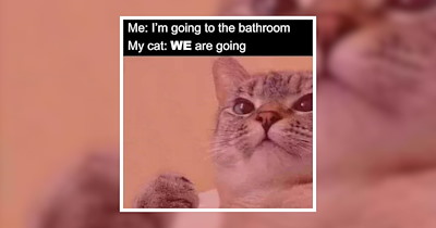 26 Purrfect Pet Memes for Your Next Wholesome Snuggly Session 