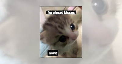 Your Weekly Delivery of 25 Soft and Silly Kitten Memes for a Midweek Mood Boost (October 28, 2026)