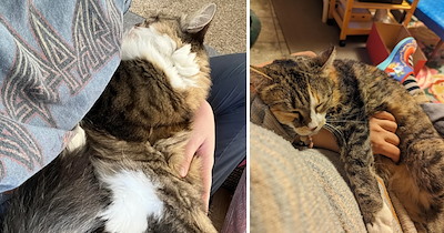 Meowhere to Hide From Clingy Kitties Who Want to Be Wherever Their Hoomans Are