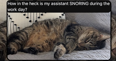 32 of the Best Posts and Purrs from the Cats of Threads Community This Week (October 29, 2026)