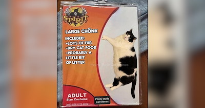 A Meowgical Halloween Full of Spooky Kitties, Purranormal Activity, and Feline Frights