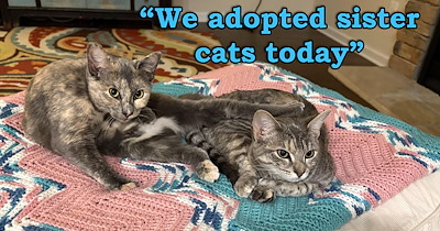 'We only meant to get one': After losing their loyal cat of 21 years, couple finally feels ready to adopt again, but instead of one cat, they end up with an adorable bonded pair 