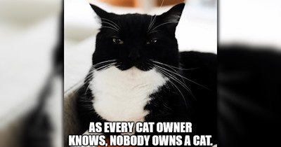 26 Cute Cat Memes to Fall Into the Sweet Spooky Season With (October 28, 2026)