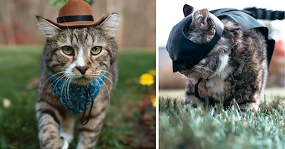 Pawsitively Adorable Halloween Cat Costumes to Inspire Every Pawrent's Spooky Season