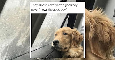 'Good boys get good memes': 21 Dog Memes to Fill Your Morning Cup with Puppy Pawsitivity (October 29, 2026)