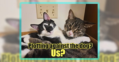 Your Weekly Binge of Best ‘LOLcat’ Cuteness From Cat Meme Lovers Around the World