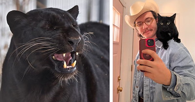 Your Weekly Meowgazine of 10 Black Cat Rescue Moments That Prove Kindness Is the Sweetest Halloween Treat